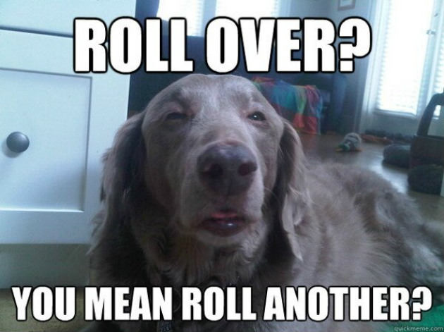 Stoner-Dog-5