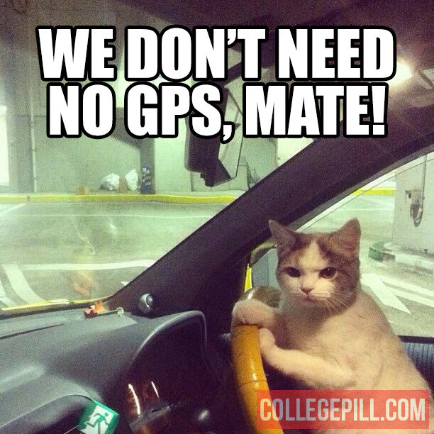 gps-cat-driving