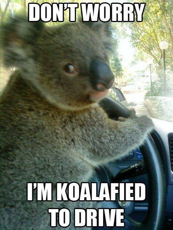 Koalafied-To-Drive