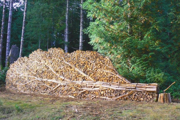 firewood-stacked-tree-look