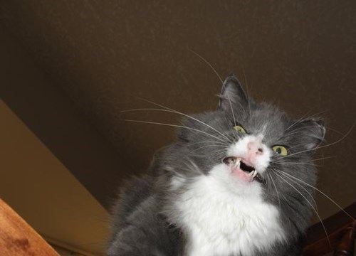 funniest-cats-sneeze-11