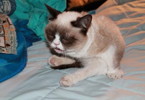 funniest-cats-sneeze-6