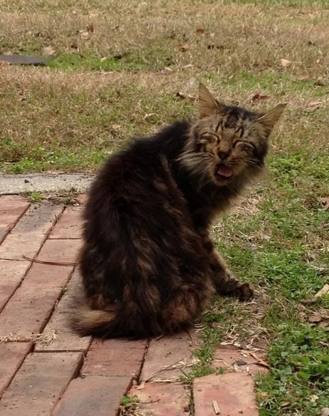 funniest-cats-sneeze-9