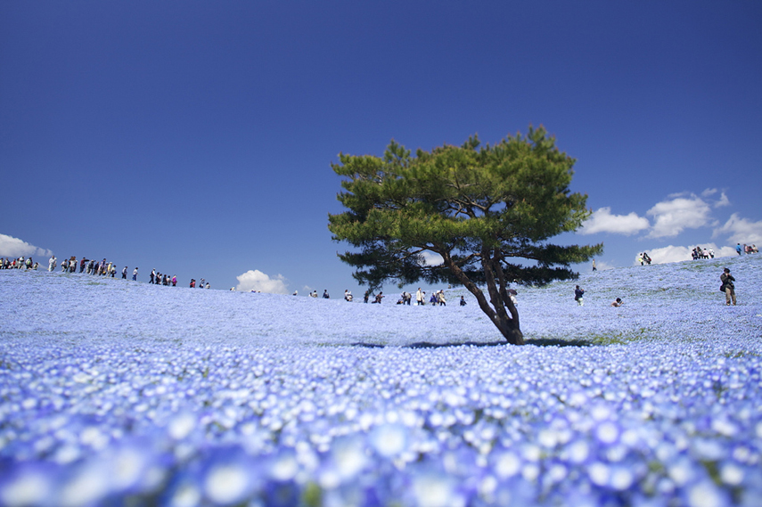 hitachi_seaside_park