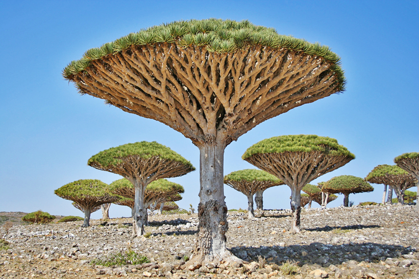 socotra_trees