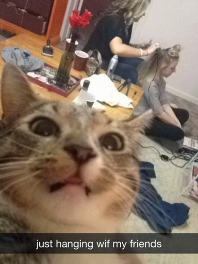 funny-cat-selfies-11