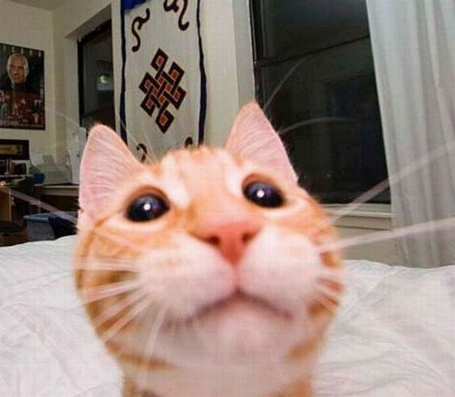 funny-cat-selfies-16