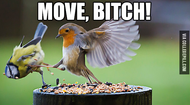 move bitch bird
