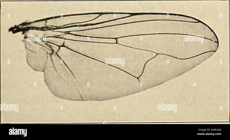 alice hamilton feet 4