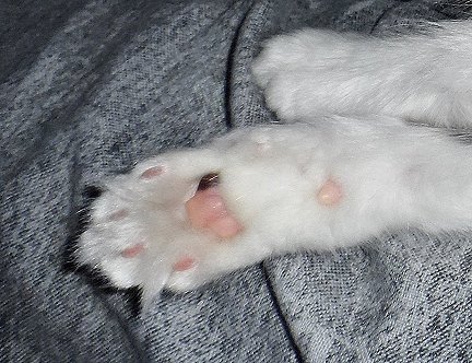 ani cat feet 2