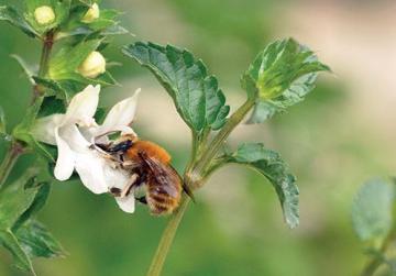 april bee feet 2