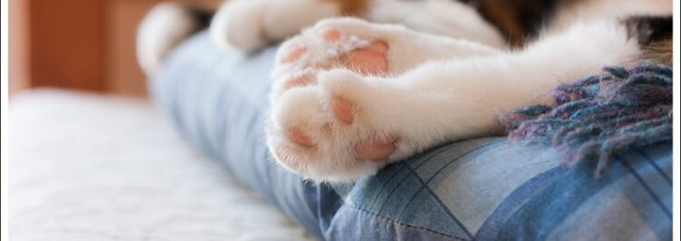 velvetpaws feet