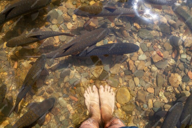 waterfish lai feet 2