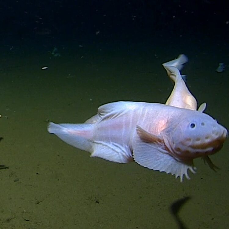 waterfish lai feet 5