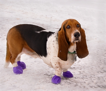 winter bassett feet 1